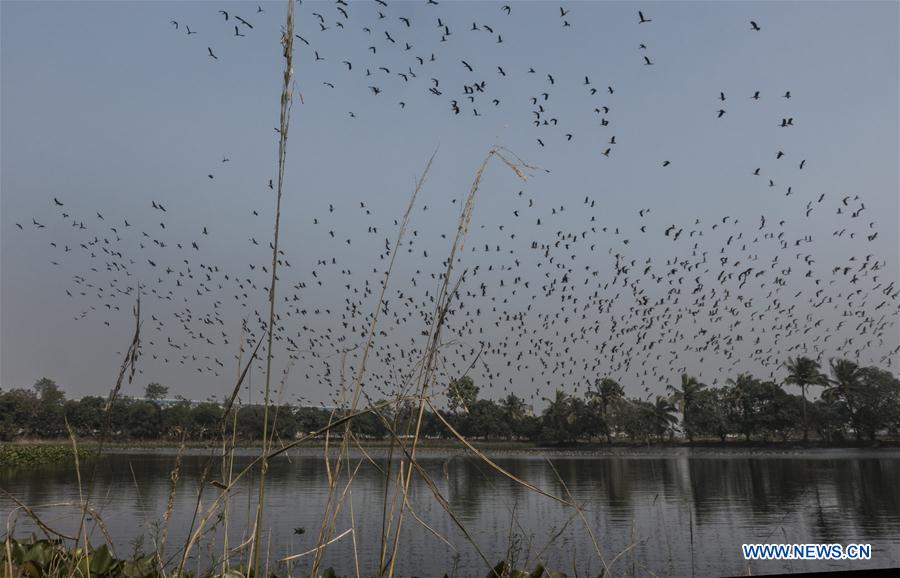 INDIA-KOLKATA-MIGRATORY BIRDS