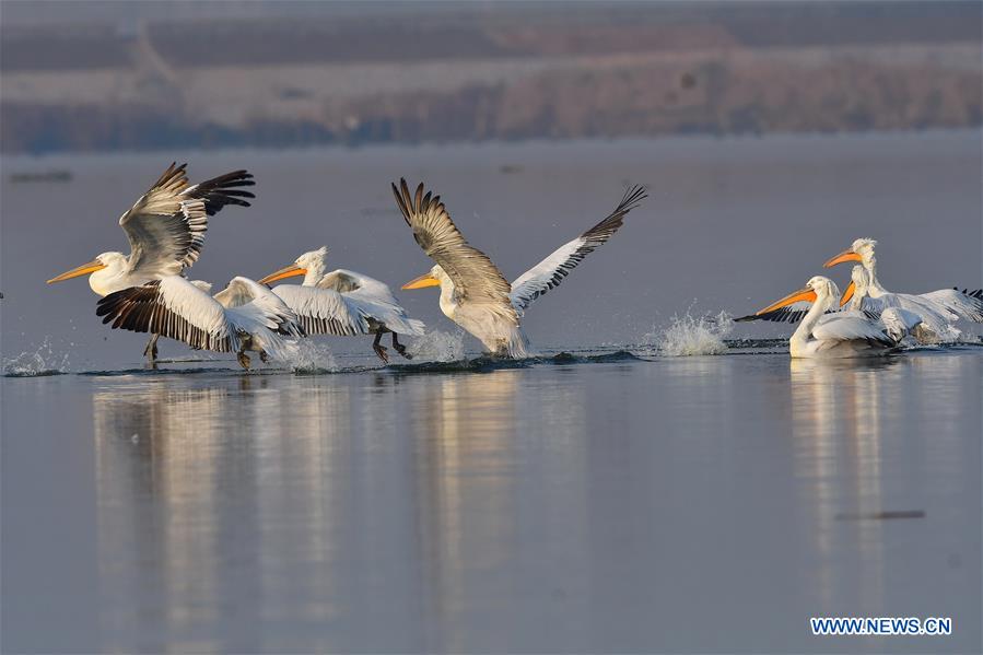 CHINA-FUJIAN-PELICANS-WINTER (CN)