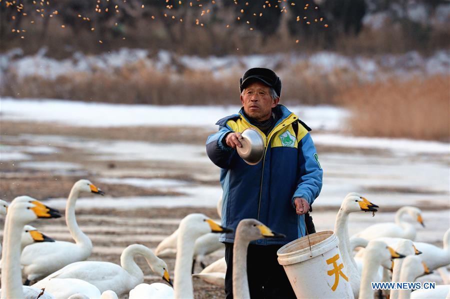 CHINA-SHANDONG-SWAN-PROTECTION (CN)