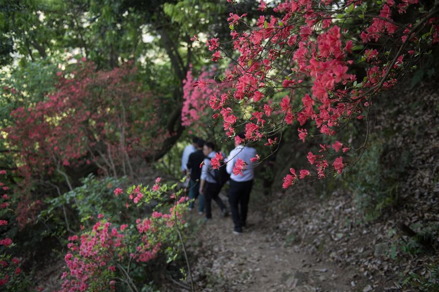 CHINA-HANGZHOU-AZALEA(CN)