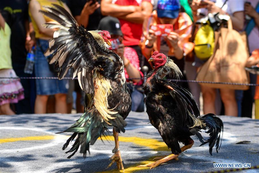 CHINA-YUNNAN-COCKFIGHT (CN)