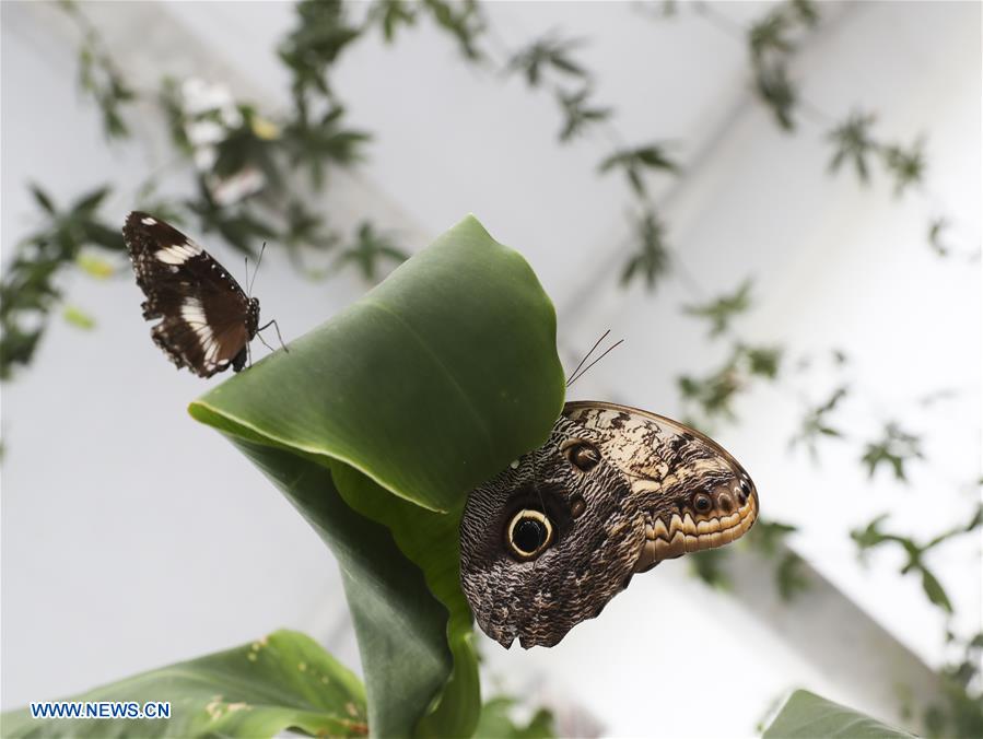 BRITAIN-LONDON-EXHIBITION-BUTTERFLIES