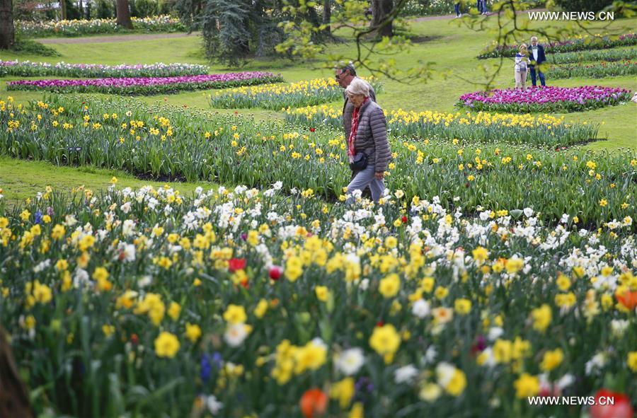 BELGIUM-BRUSSELS-SPRING-FLOWER-DALIYLIFE