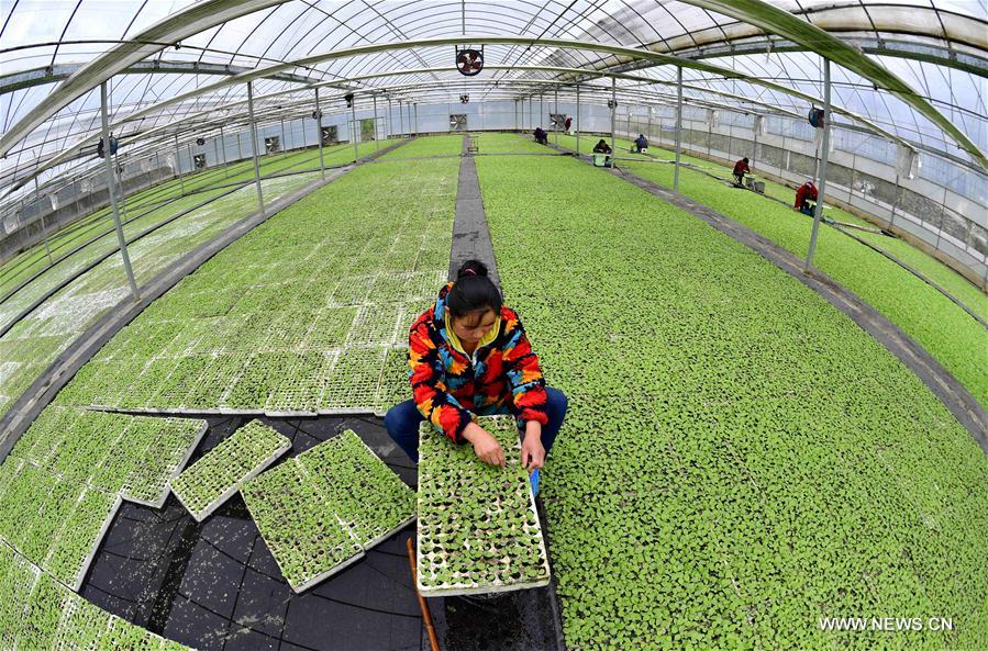 #CHINA-SPRING-FARM WORK (CN)