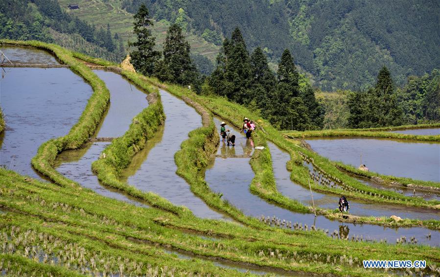 #CHINA-CONGJIANG-TERRACED FIELDS-WORKING(CN)