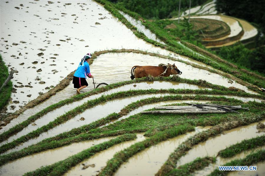 CHINA-GUIZHOU-RONGJIANG-TERRACE SCENERY (CN)