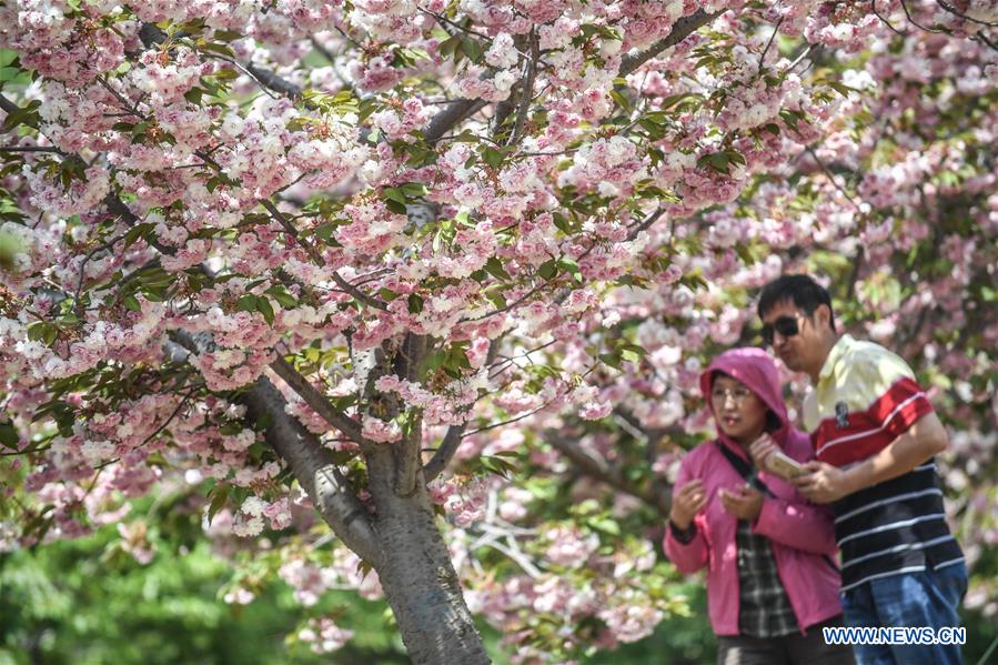 CHINA-DALIAN-CHERRY BLOSSOM(CN)