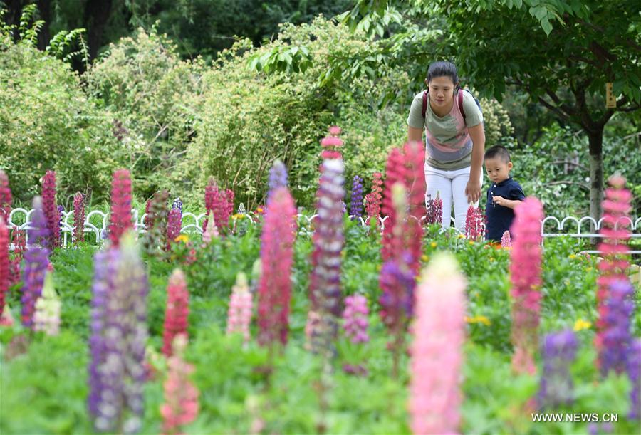 CHINA-BEIJING-LUPIN-BLOSSOM (CN)