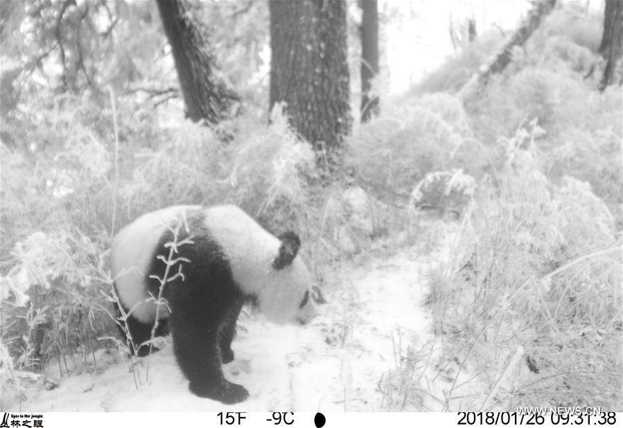 CHINA-GANSU-LONGNAN-WILD GIANT PANDA (CN)