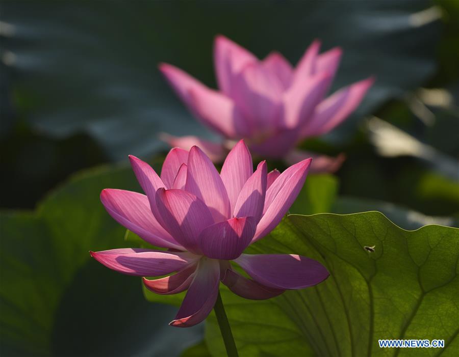 #CHINA-SUMMER-LOTUS FLOWER (CN)