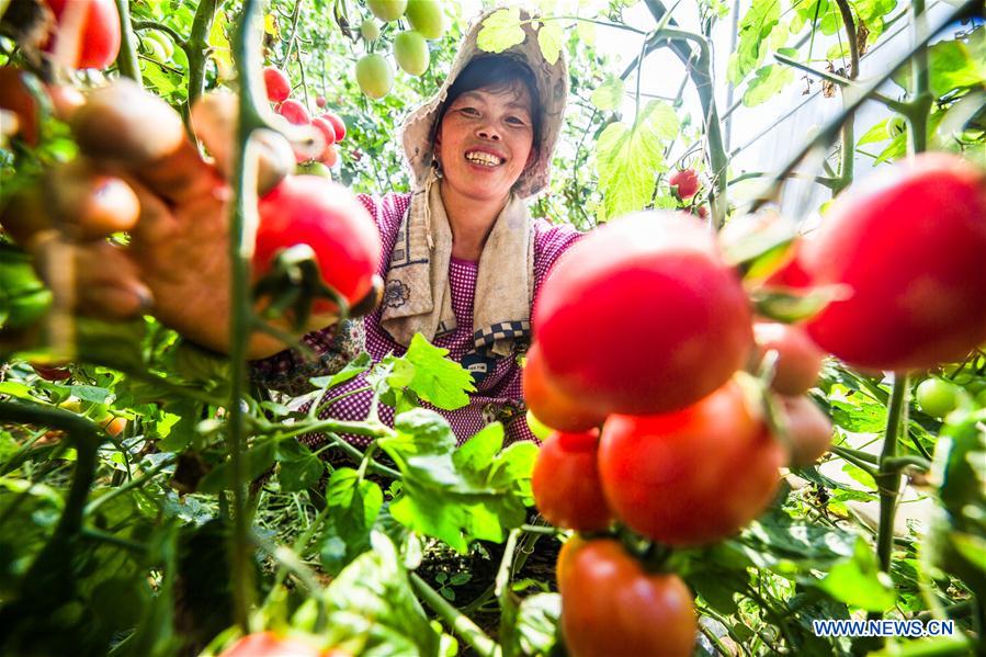 #CHINA-GUIZHOU-CHERRY TOMATOES-HARVEST (CN)