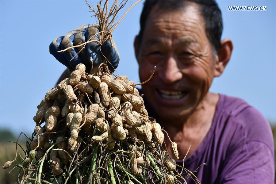 #CHINA-AGRICULTURE-HARVEST (CN)