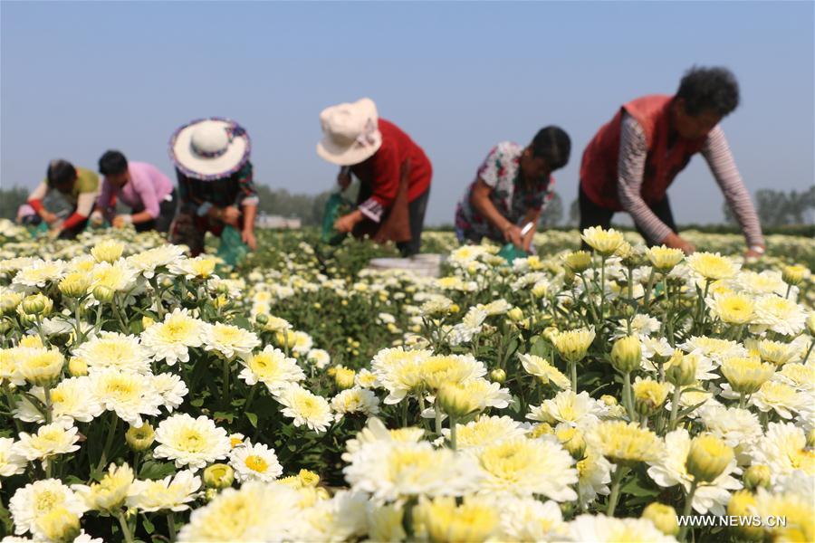 #CHINA-AUTUMN-CHRYSANTHEMUM-HARVEST (CN)