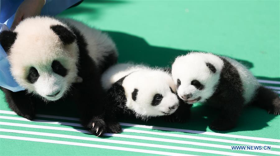 CHINA-CHENGDU-GIANT PANDA-CUBS (CN)