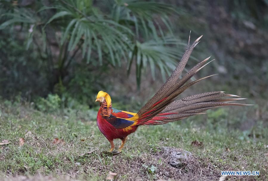 CHINA-VARIOUS WILD BIRDS (CN)