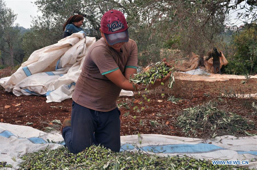 LEBANON-KOURA-OLIVES-HARVEST