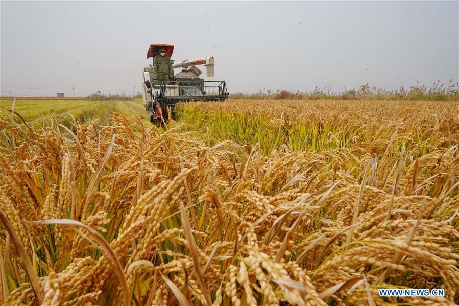 CHINA-HEBEI-RICE-HARVEST (CN)