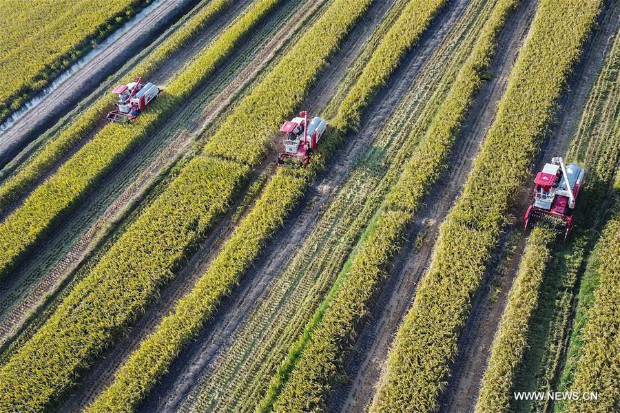 #CHINA-FARMING-SHUANGJIANG (CN) 