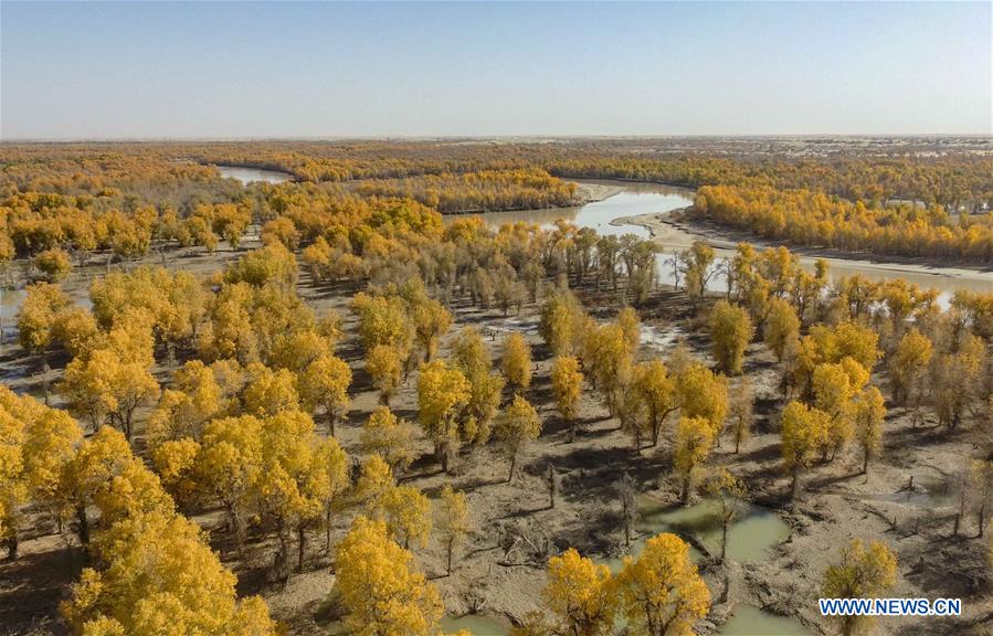 CHINA-XINJIANG-DESERT POPLAR FOREST (CN)