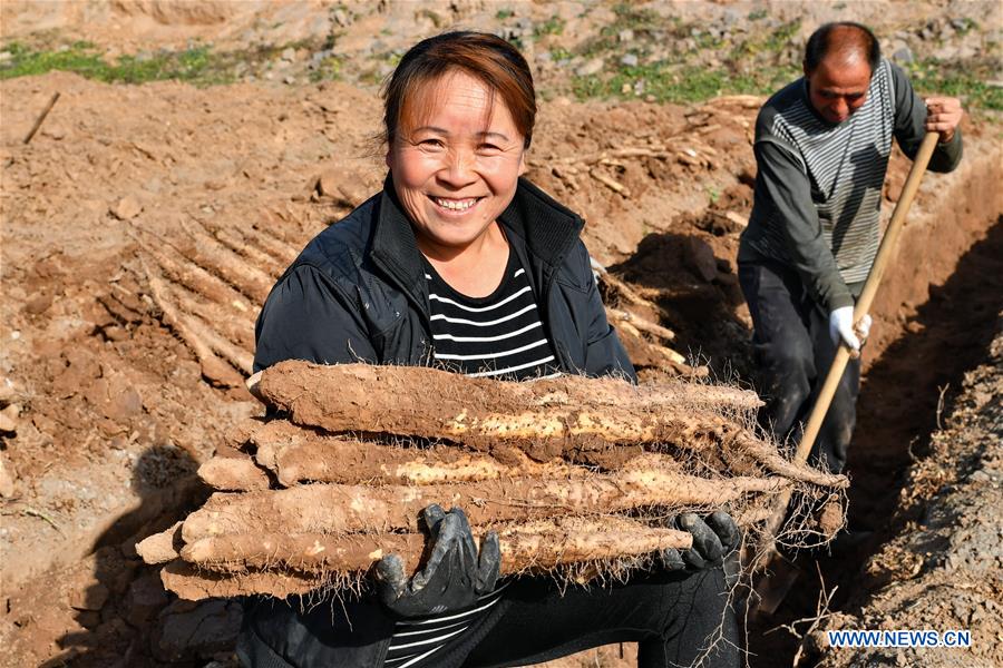 CHINA-SHANXI-YAM-HARVEST (CN)