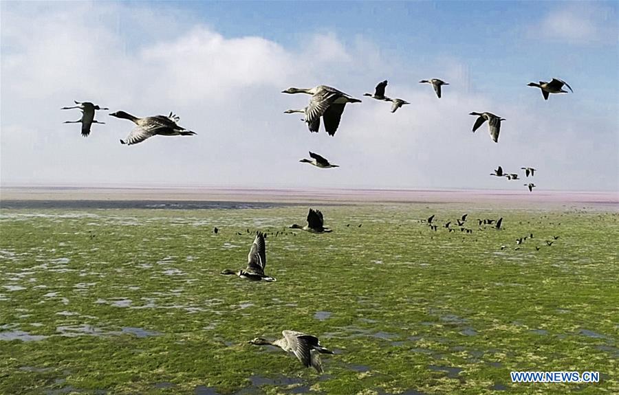 #CHINA-JIANGXI-POYANG LAKE-MIGRANT BIRDS (CN)