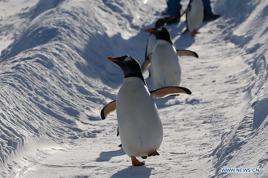 CHINA-HEILONGJIANG-HARBIN-PENGUIN (CN)