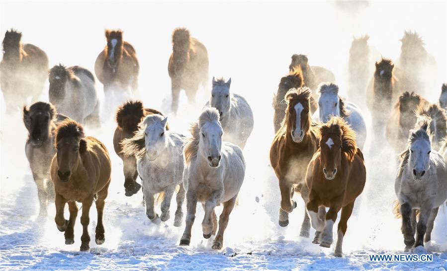 CHINA-INNER MONGOLIA-HORSE-GRASSLAND (CN)