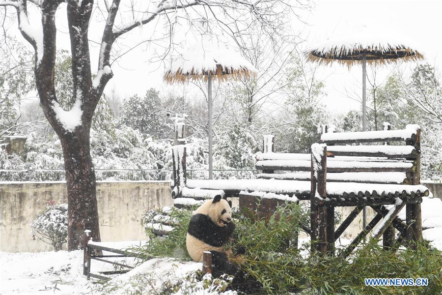 CHINA-ANHUI-SNOW-GIANT PANDA (CN)