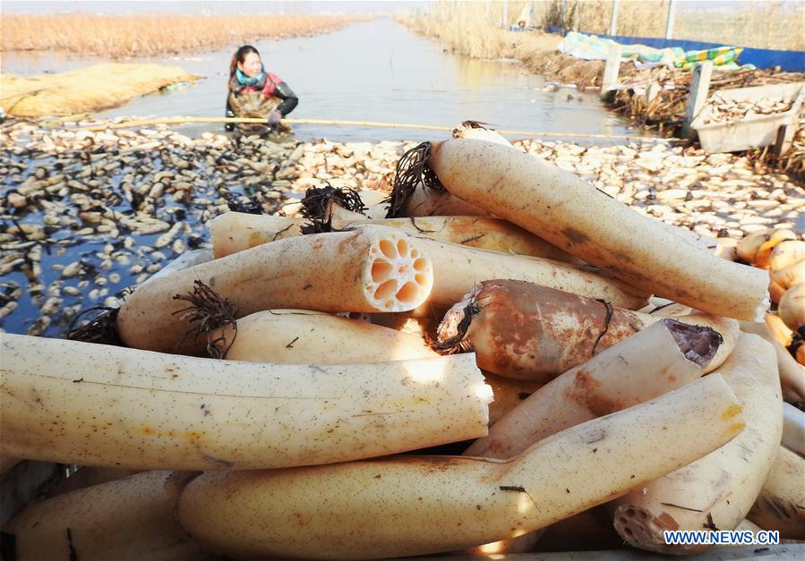 #CHINA-JIANGSU-LIANYUNGANG-LOTUS ROOT-HARVEST (CN)