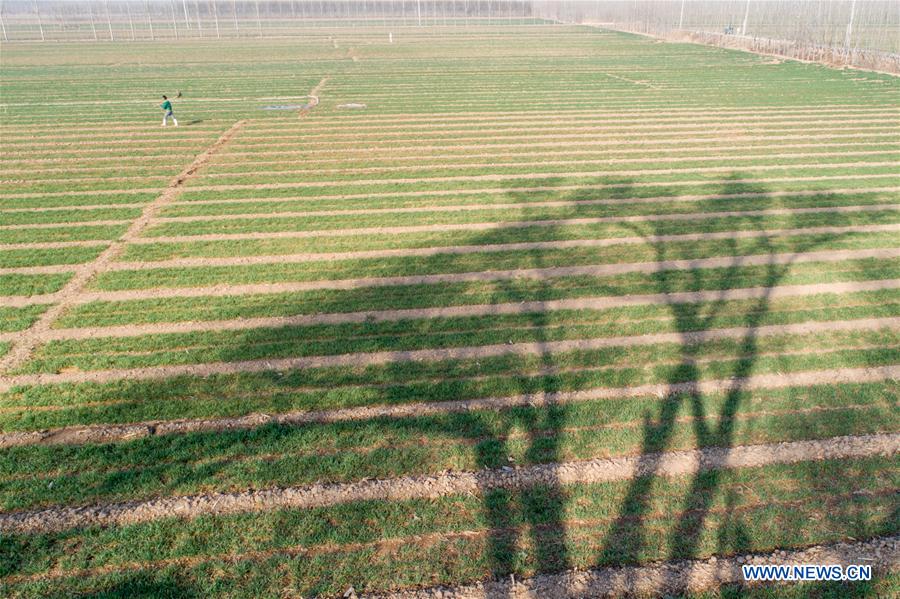 #CHINA-SPRING-FARM WORK (CN)