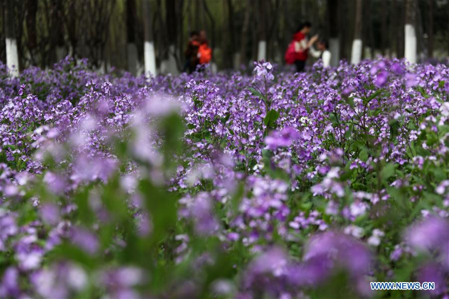 # CHINA-SPRING-SCENERY (CN)