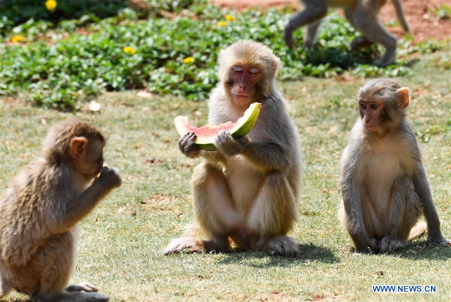 CHINA-HAINAN-HAIKOU-ZOO-HEAT WAVE (CN)