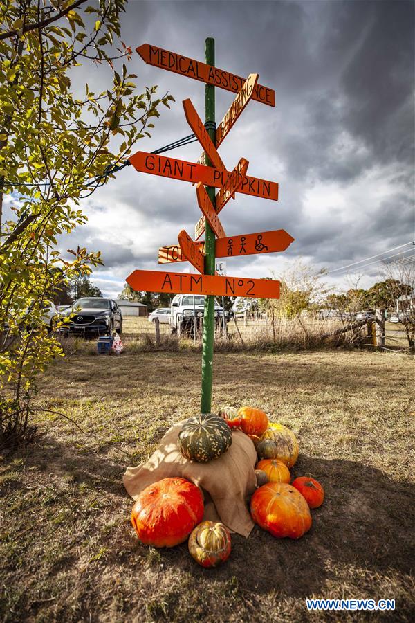 AUSTRALIA-COLLECTOR-PUMPKIN FESTIVAL