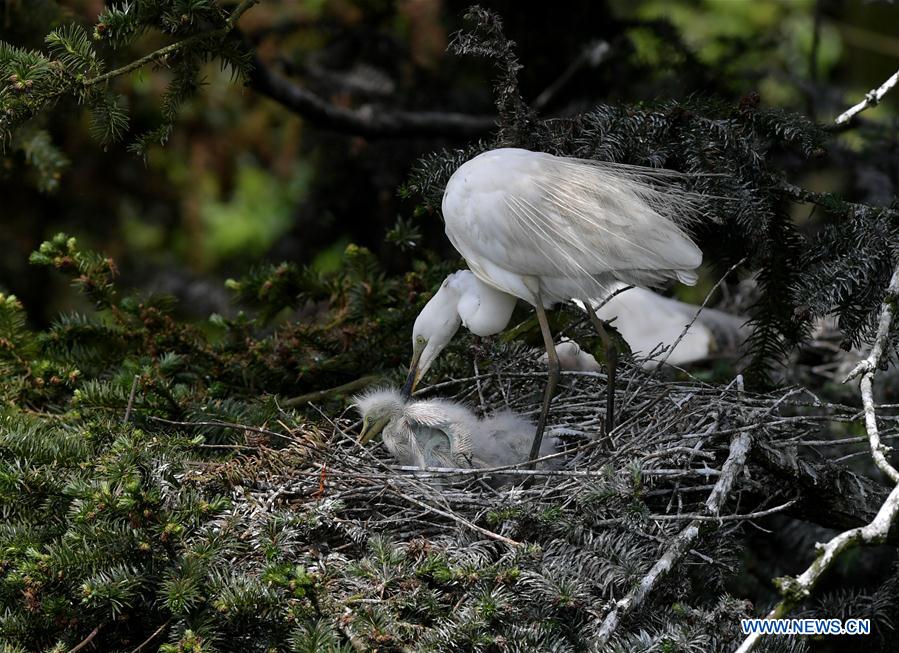 CHINA-JIANGXI-NANCHANG-EGRET (CN)