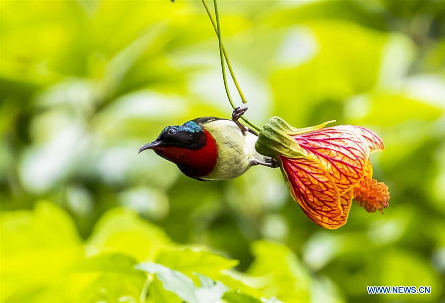 #CHINA-CHONGQING-SUNBIRD (CN)