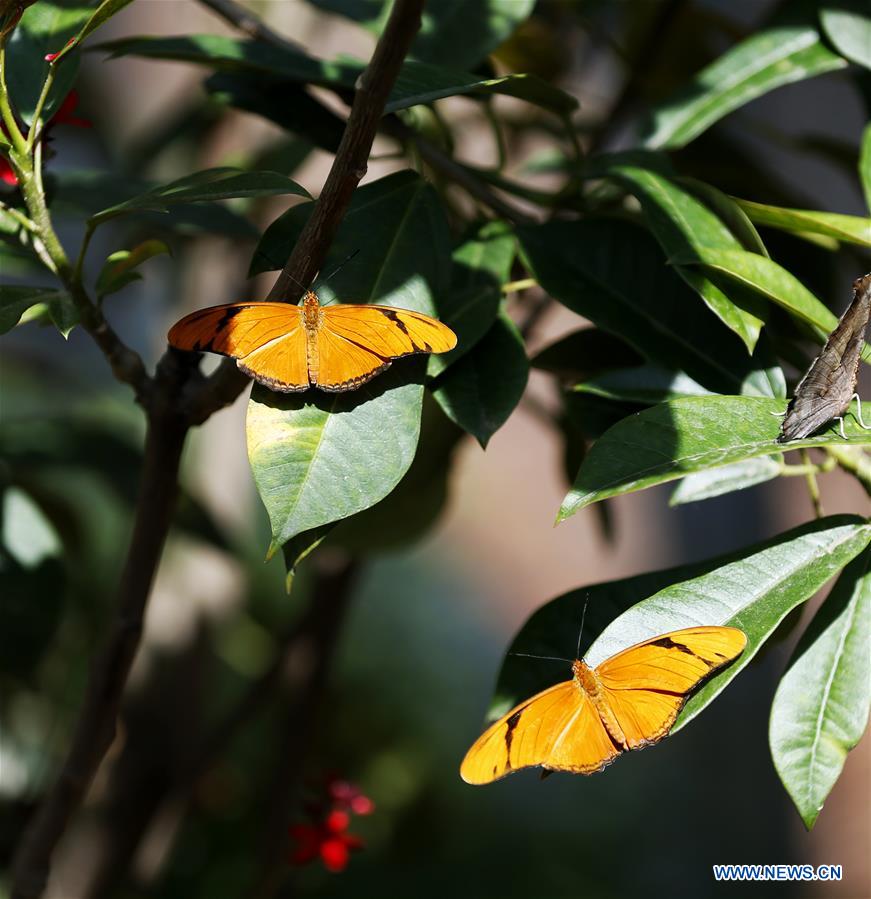 U.S.-LOS ANGELES-BUTTERFLY EXHIBITION