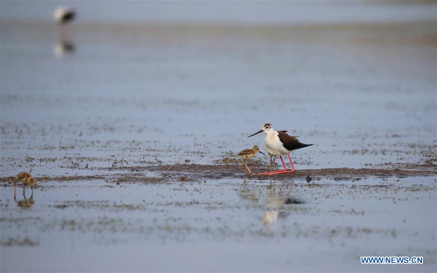 #CHINA-LIAONING-DALIAN-BLACK-WINGED STILT (CN)