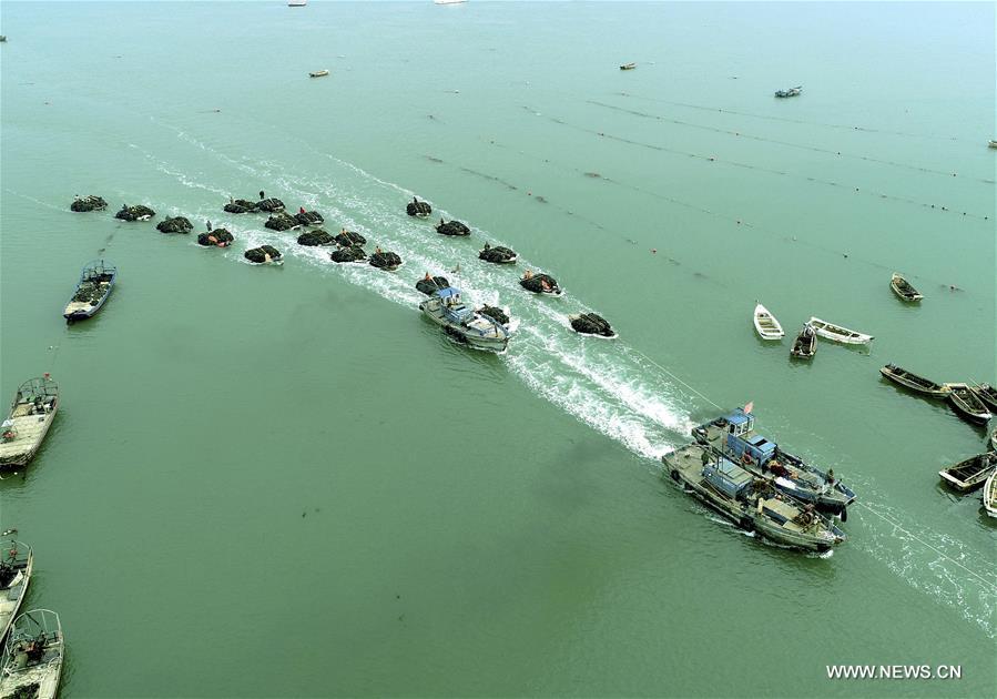 #CHINA-SHANDONG-RONGCHENG-KELP HARVEST (CN)