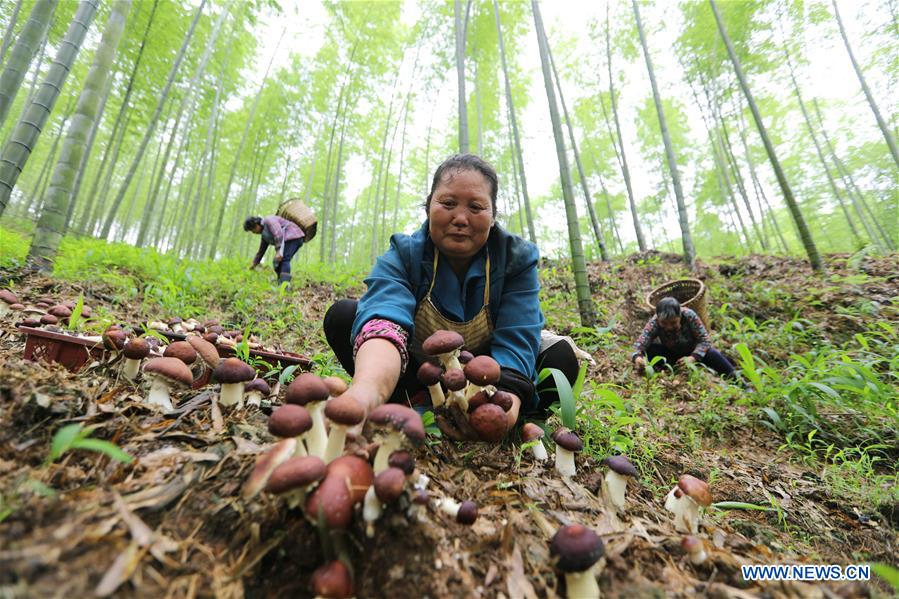 #CHINA-GUIZHOU-AGRICULTURE