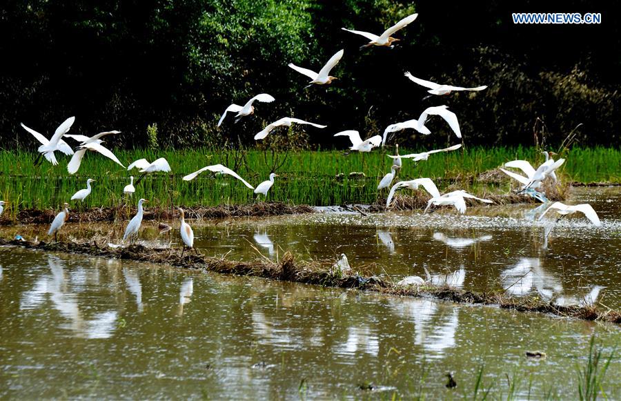 CHINA-FUJIAN-WUYISHAN-BIRD (CN)