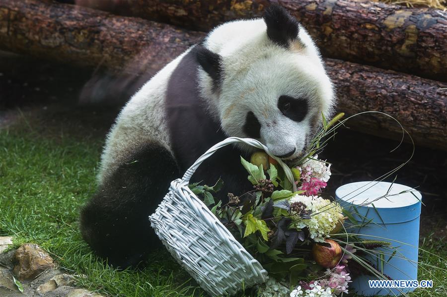 RUSSIA-MOSCOW-PANDAS-BIRTHDAY-CELEBRATIONS