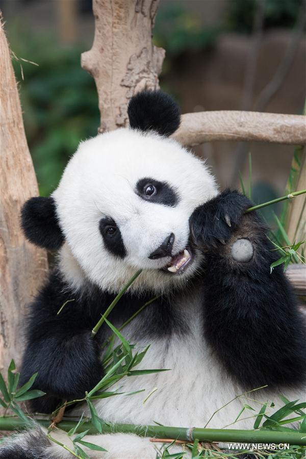 MALAYSIA-KUALA LUMPUR-GIANT PANDA CUB-NAMING-YI YI