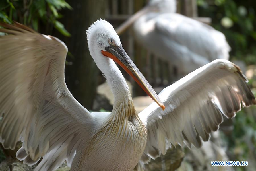 CHINA-ZHEJIANG-HANGZHOU-ANIMALS-SUMMER (CN)