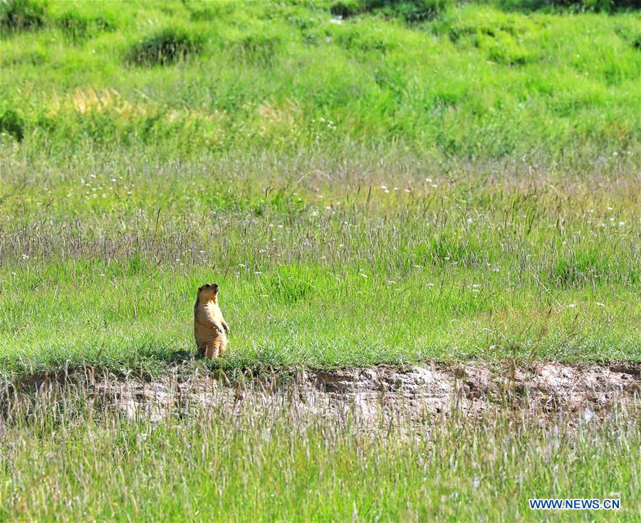 CHINA-QINGHAI-JIATANG GRASSLAND-NATURE-OBSERVING (CN)