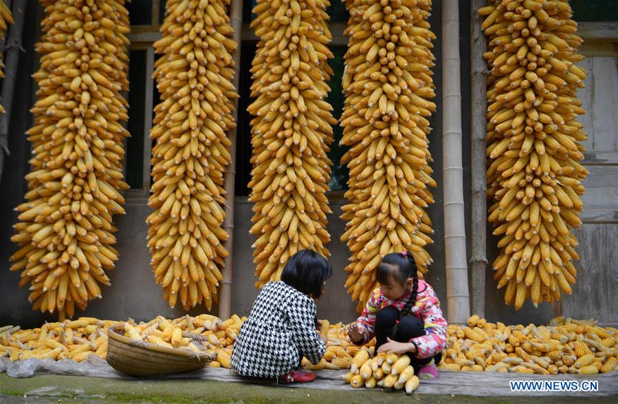 #CHINA-HARVEST FESTIVAL-CELEBRATION (CN)