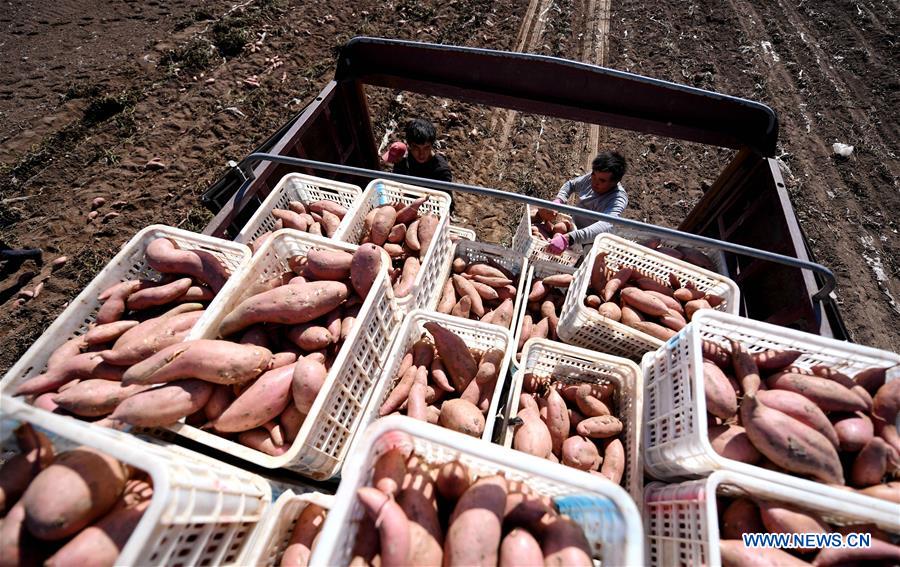 CHINA-HEBEI-SWEET POTATO (CN)