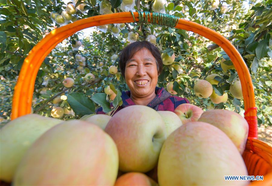 CHINA-HEBEI-HANDAN-APPLE HARVEST (CN)