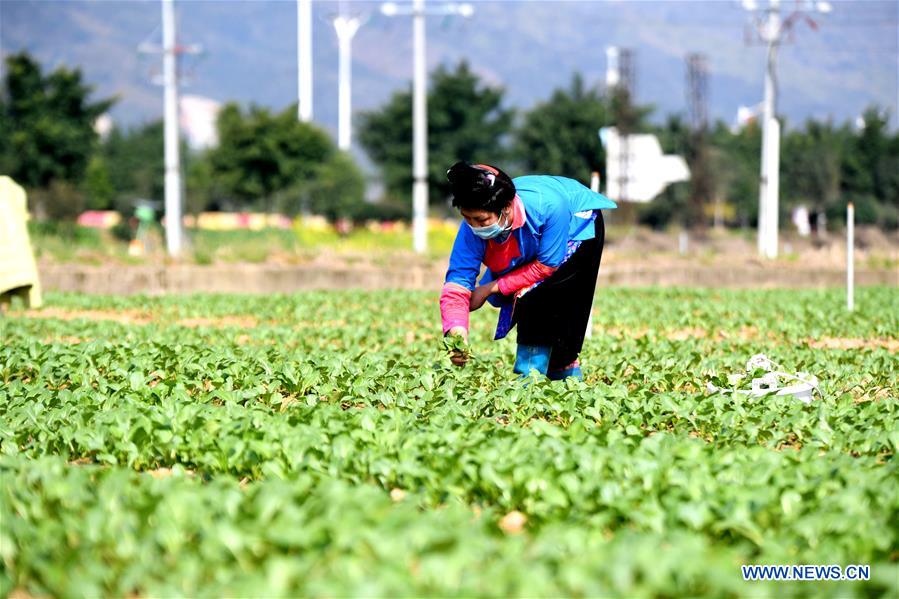 #CHINA-SPRING-FARMING (CN)