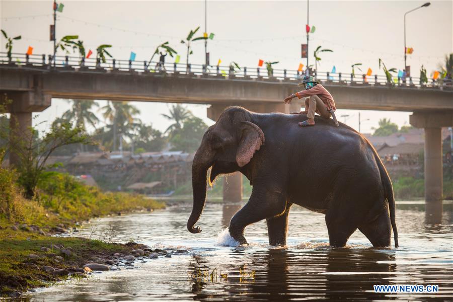 LAOS-XAYABOURY-ELEPHANT-FESTIVAL