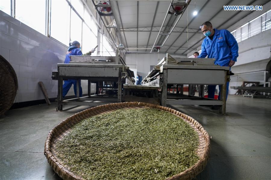 CHINA-CHONGQING-TEA PRODUCTION (CN)